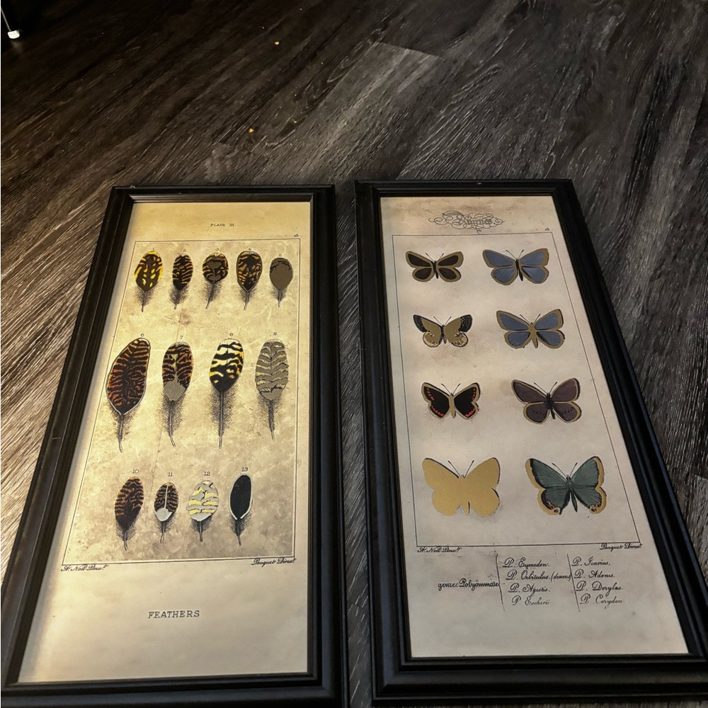 Framed Feather and Butterfly Art Prints